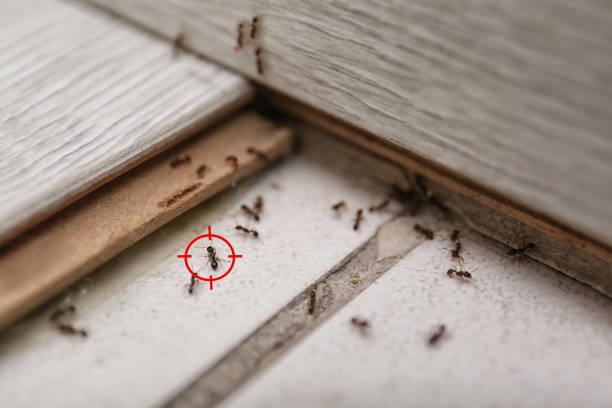Best Affordable Pest Control Services  in Lake Stickney, WA